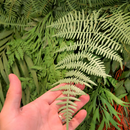 Parede Verde - Jardim Vertical