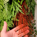 Parede Verde - Jardim Vertical