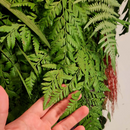 Parede Verde - Jardim Vertical