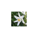 Aromatizante Lírio 400ml