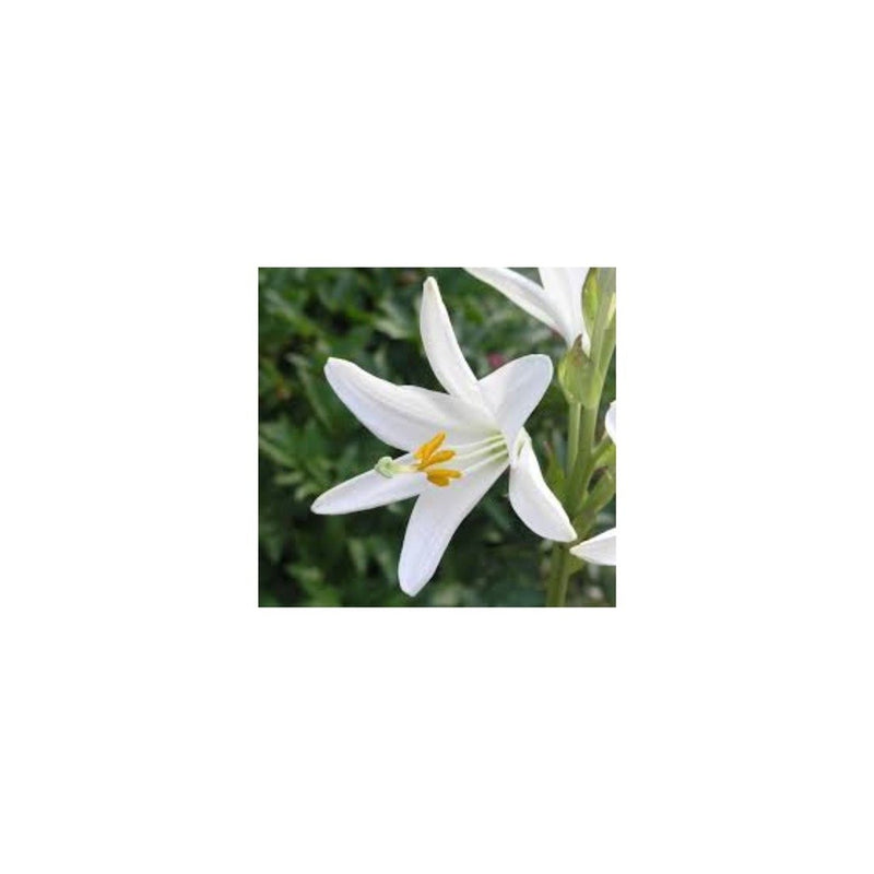 Aromatizante Lírio 400ml